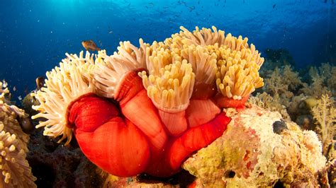 Anemones .